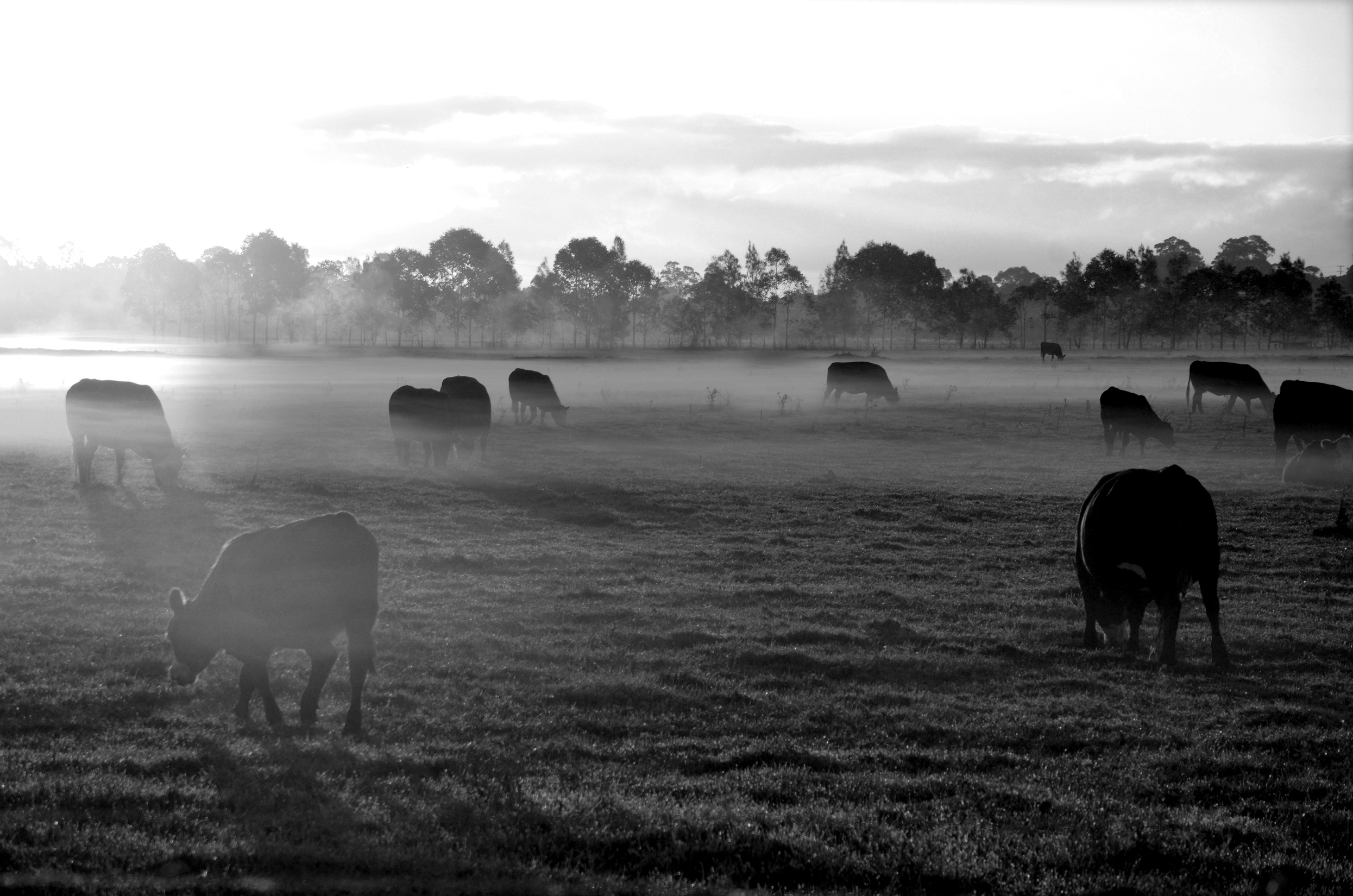 Cattle Morning