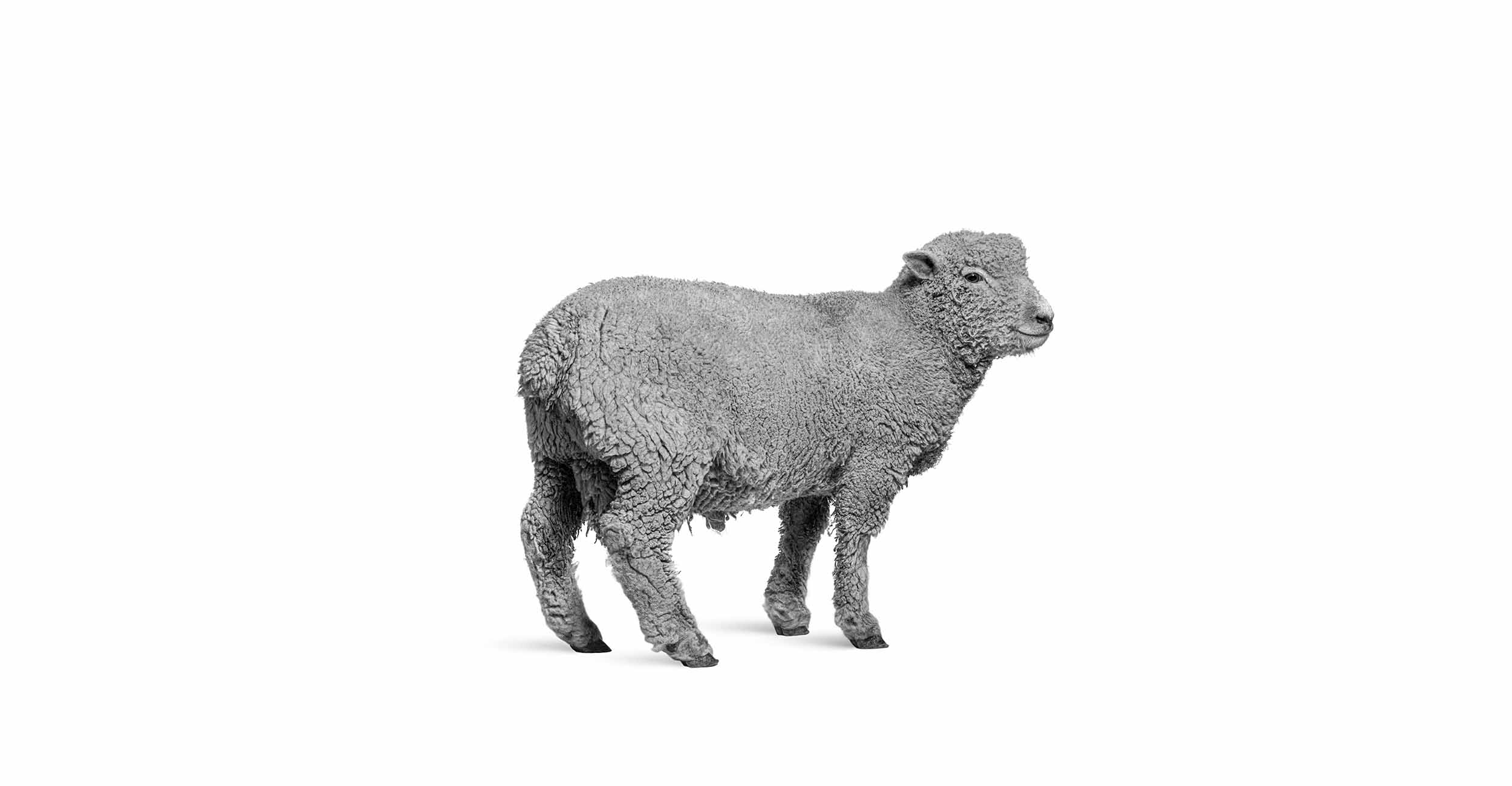 sheep Header
